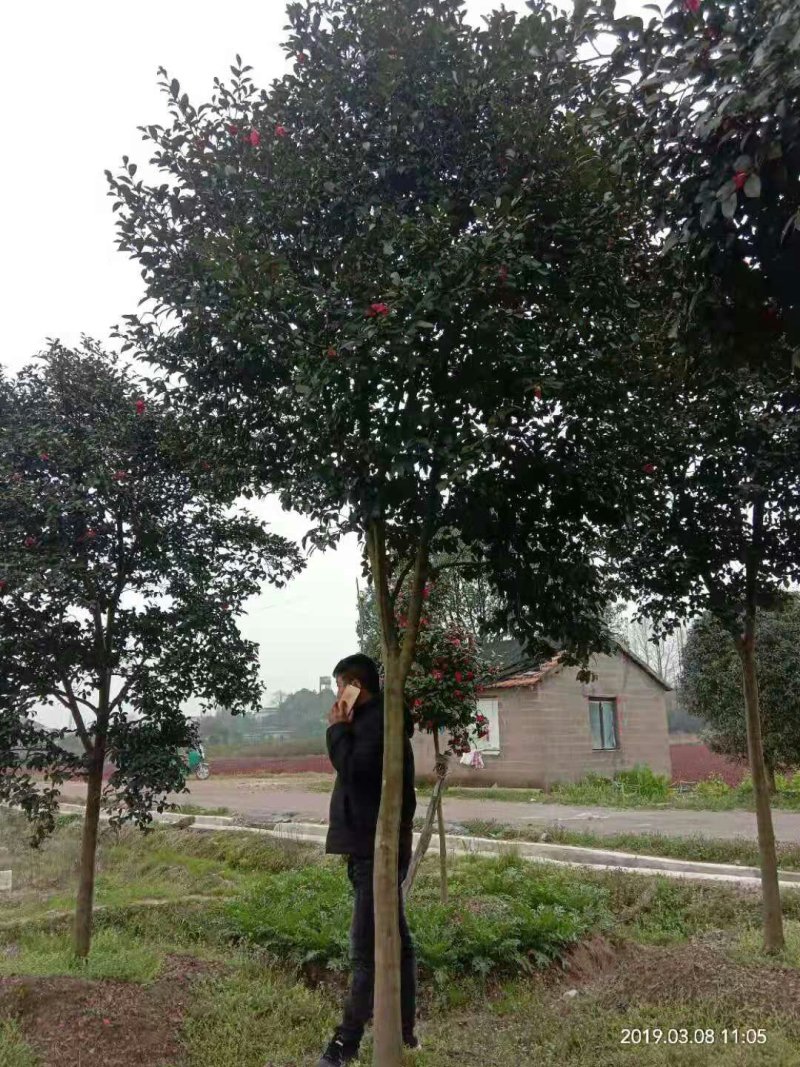 高杆茶梅树茶梅球茶梅苗1到10公分树产地直销