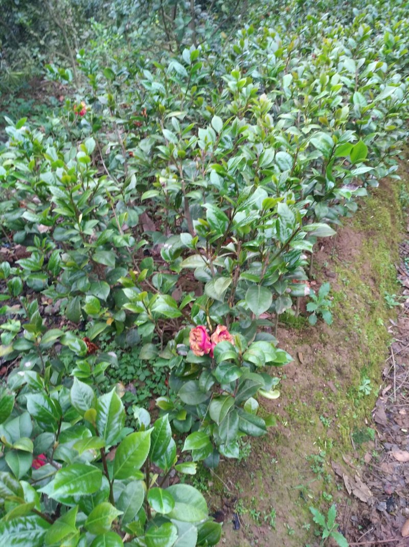 高杆茶梅树茶梅球茶梅苗1到10公分树产地直销