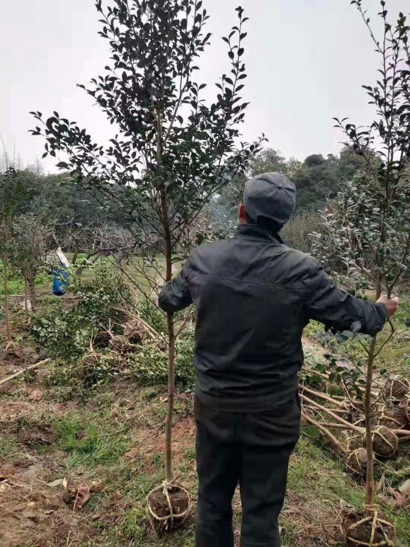 高杆茶梅树茶梅球茶梅苗1到10公分树产地直销