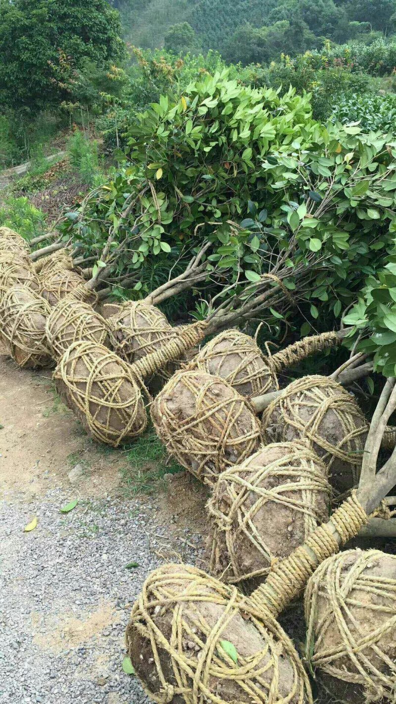 高杆茶梅树茶梅球茶梅苗1到10公分树产地直销