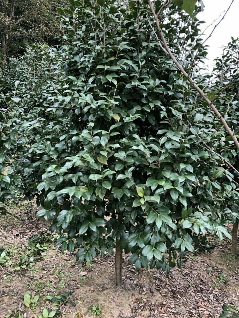 高杆茶梅树茶梅球茶梅苗1到10公分树产地直销