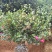 高杆茶梅树茶梅球茶梅苗1到10公分树产地直销