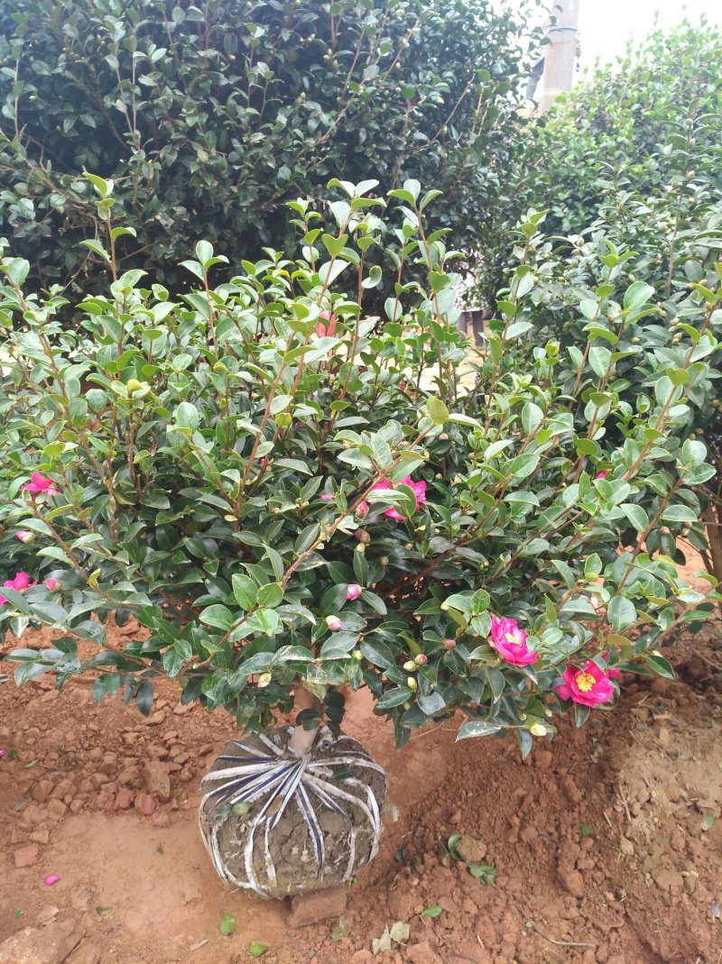 高杆茶梅树茶梅球茶梅苗1到10公分树产地直销