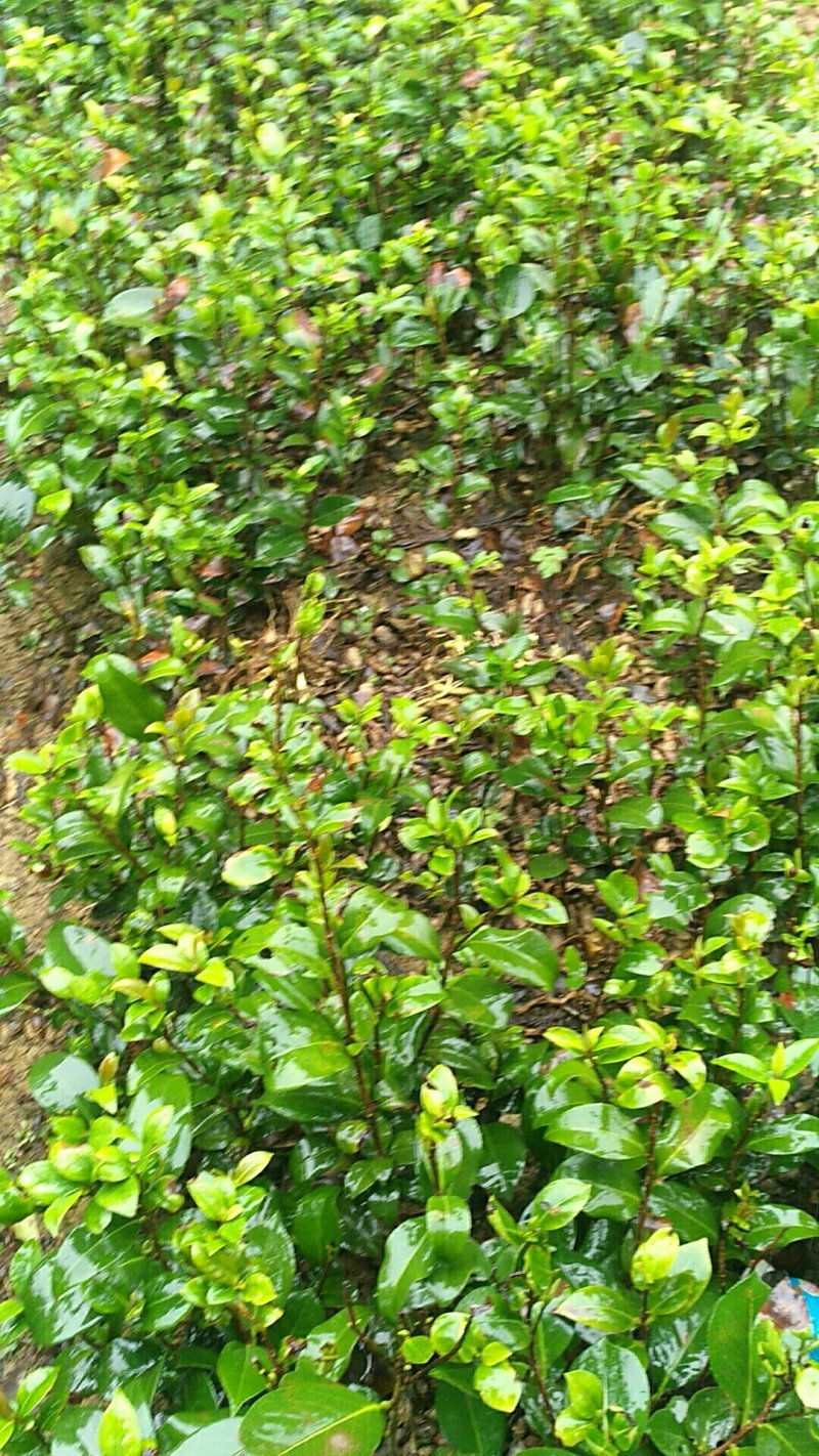 高杆茶梅树茶梅球茶梅苗1到10公分树产地直销