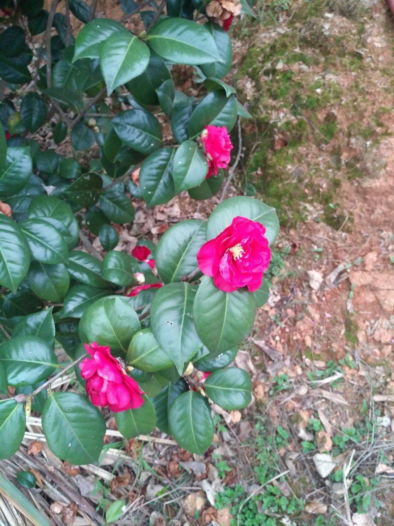 高杆茶梅树茶梅球茶梅苗1到10公分树产地直销