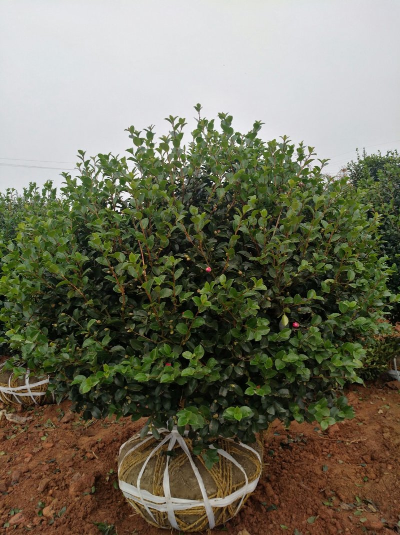 高杆茶梅树茶梅球茶梅苗1到10公分树产地直销
