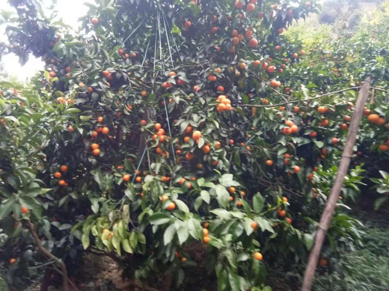 沙糖桔，广西苍梧沙糖桔味美化渣甜度高红鲜艳，广西山地