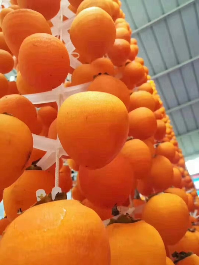 【一件代发】2022年新品霜降富平柿子饼吊柿饼热销中