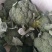 西兰花，有机花，产量大，质量优，提供专业代收，打包，装车