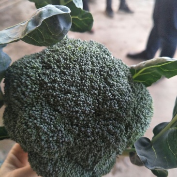 西兰花，有机花，产量大，质量优，提供专业代收，打包，装车