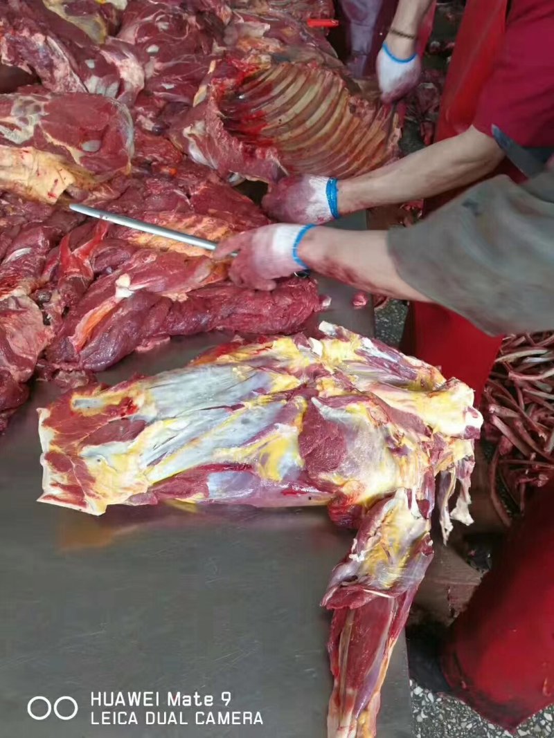 鲜马肉，精品马肉，有4分体，8分体，质量保证，一手货源