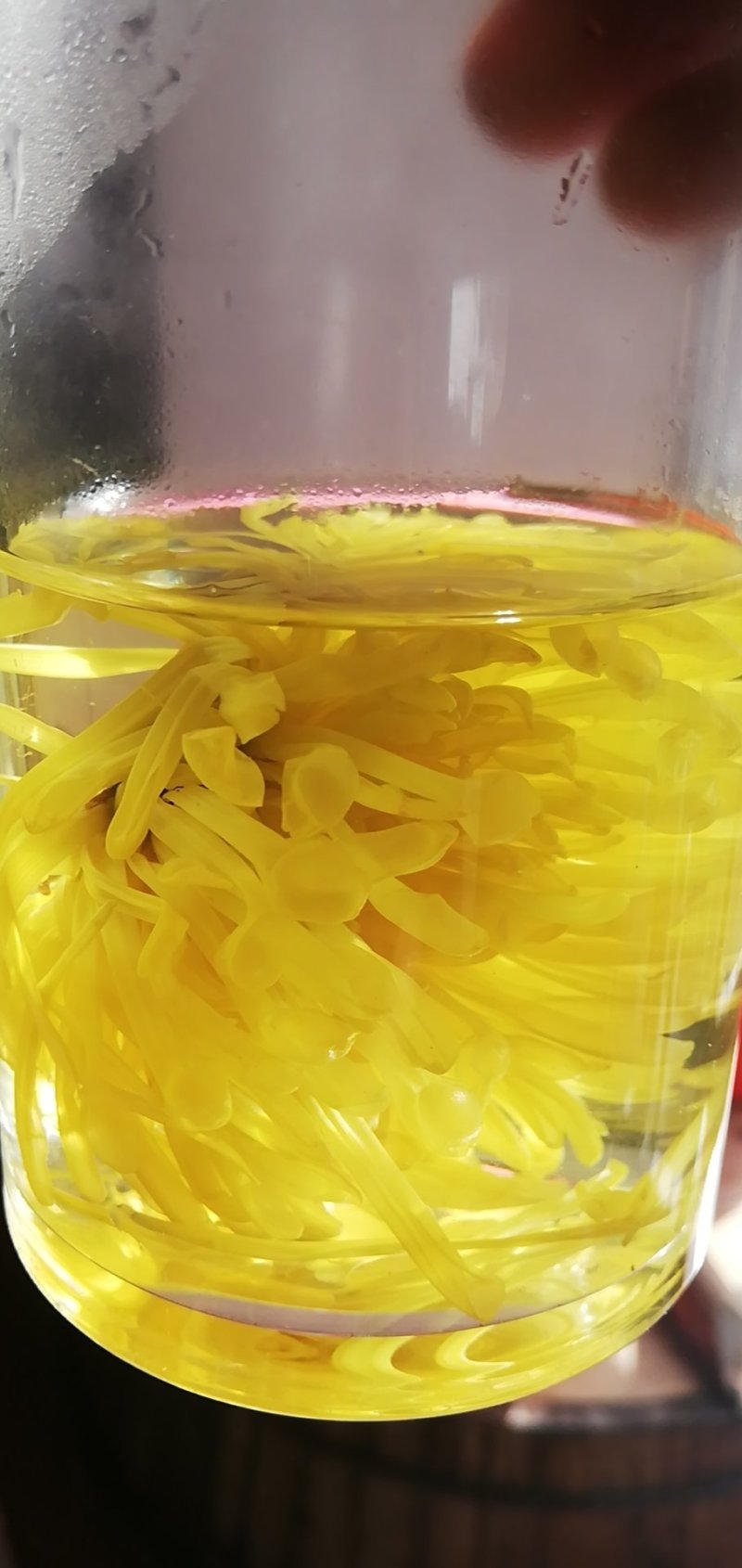 金丝皇菊茶