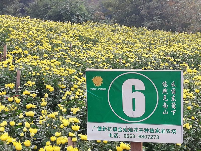 金丝皇菊茶