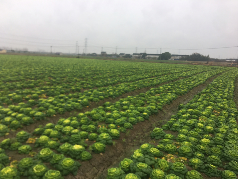 黄心菜支持周边城市送货，支持全国发货