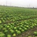 黄心菜支持周边城市送货，支持全国发货