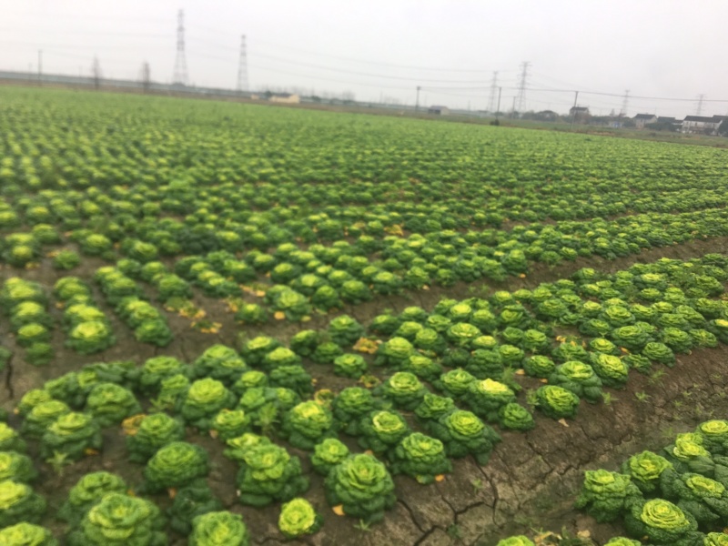 黄心菜支持周边城市送货，支持全国发货