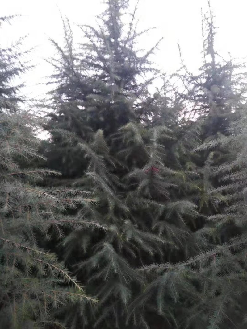 雪松