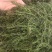 伊乐藻，吃不败，小龙虾螃蟹养殖专用水草，易成活