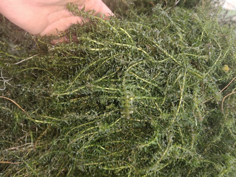伊乐藻，吃不败，小龙虾螃蟹养殖专用水草，易成活