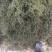 伊乐藻，吃不败，小龙虾螃蟹养殖专用水草，易成活