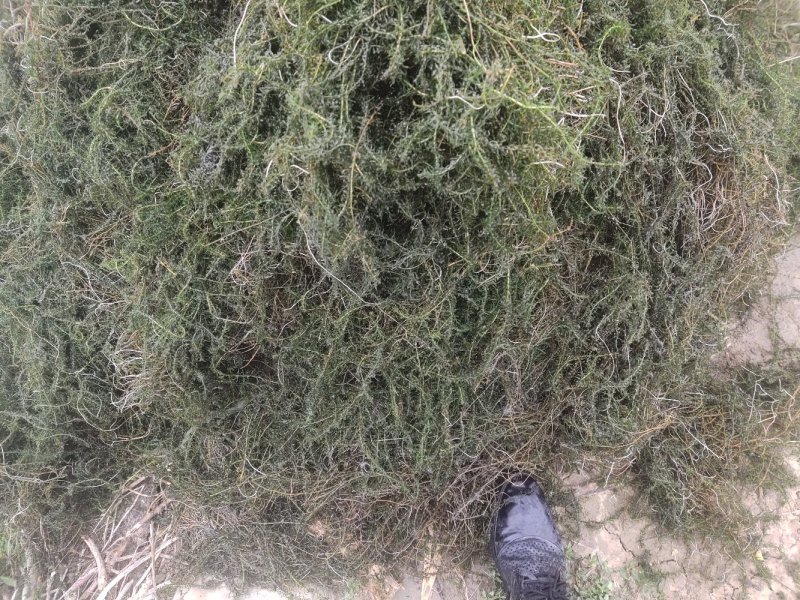 伊乐藻，吃不败，小龙虾螃蟹养殖专用水草，易成活