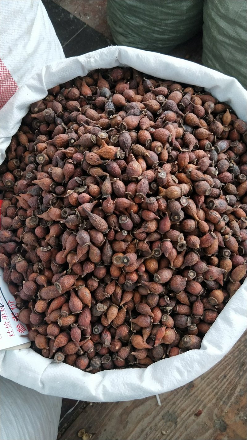金樱子干货新货上市广西产地直供质量上乘货源稳定量大价优