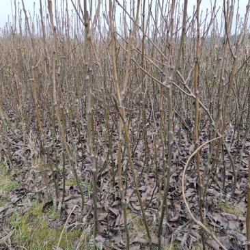 金秋梨苗，育苗大基地，数量达80万株