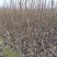金秋梨苗，育苗大基地，数量达80万株