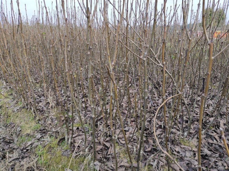 金秋梨苗，育苗大基地，数量达80万株