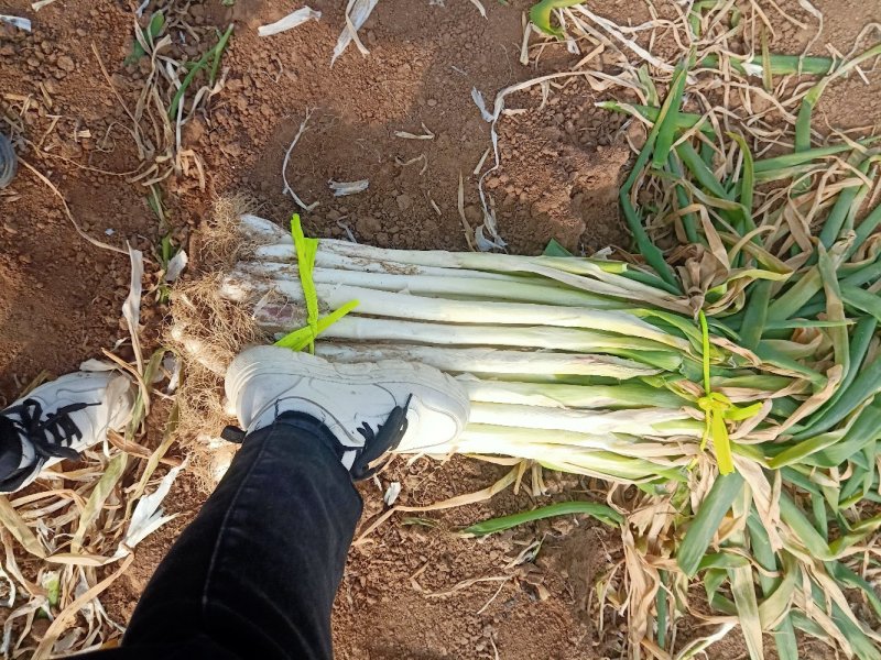 长白大葱，分级大货。叶子干