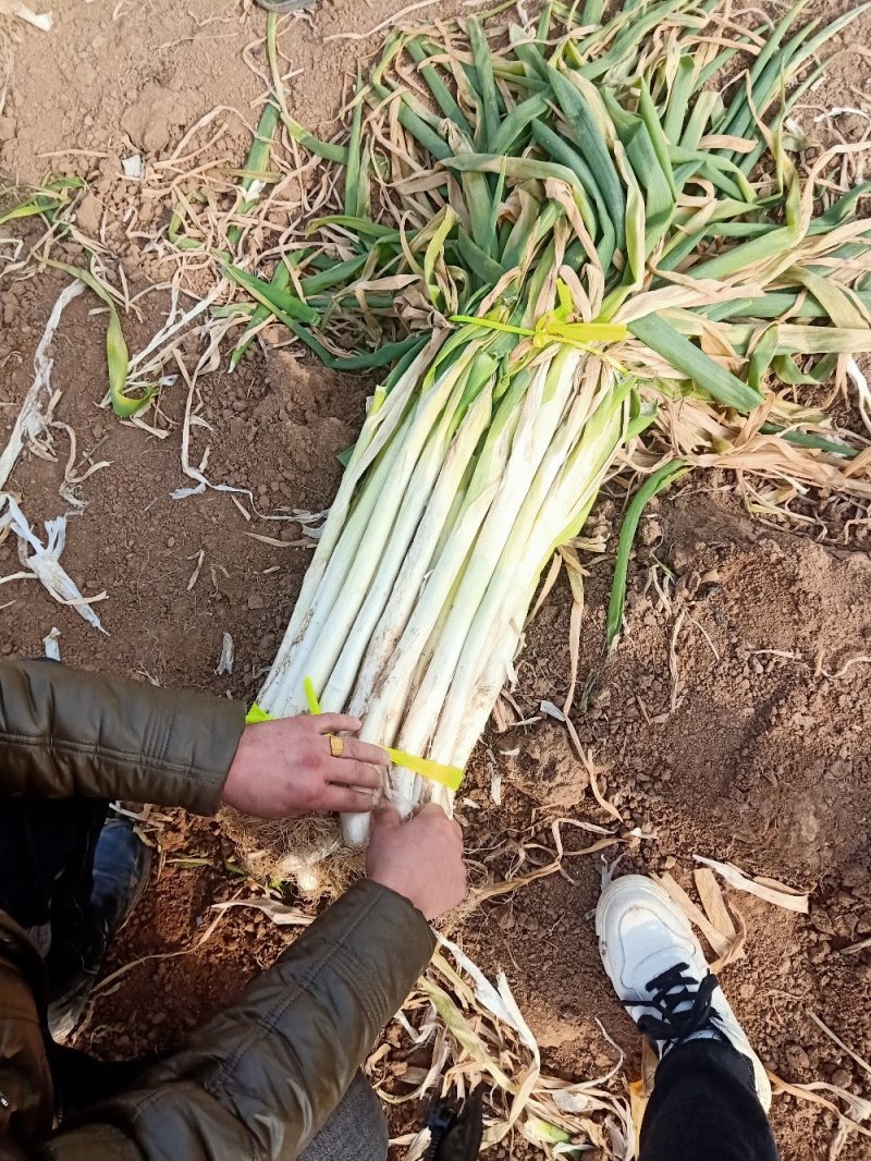 长白大葱，分级大货。叶子干