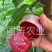 【爆品】红心无核血桃苗改良新品脱毒育苗自然无核包邮
