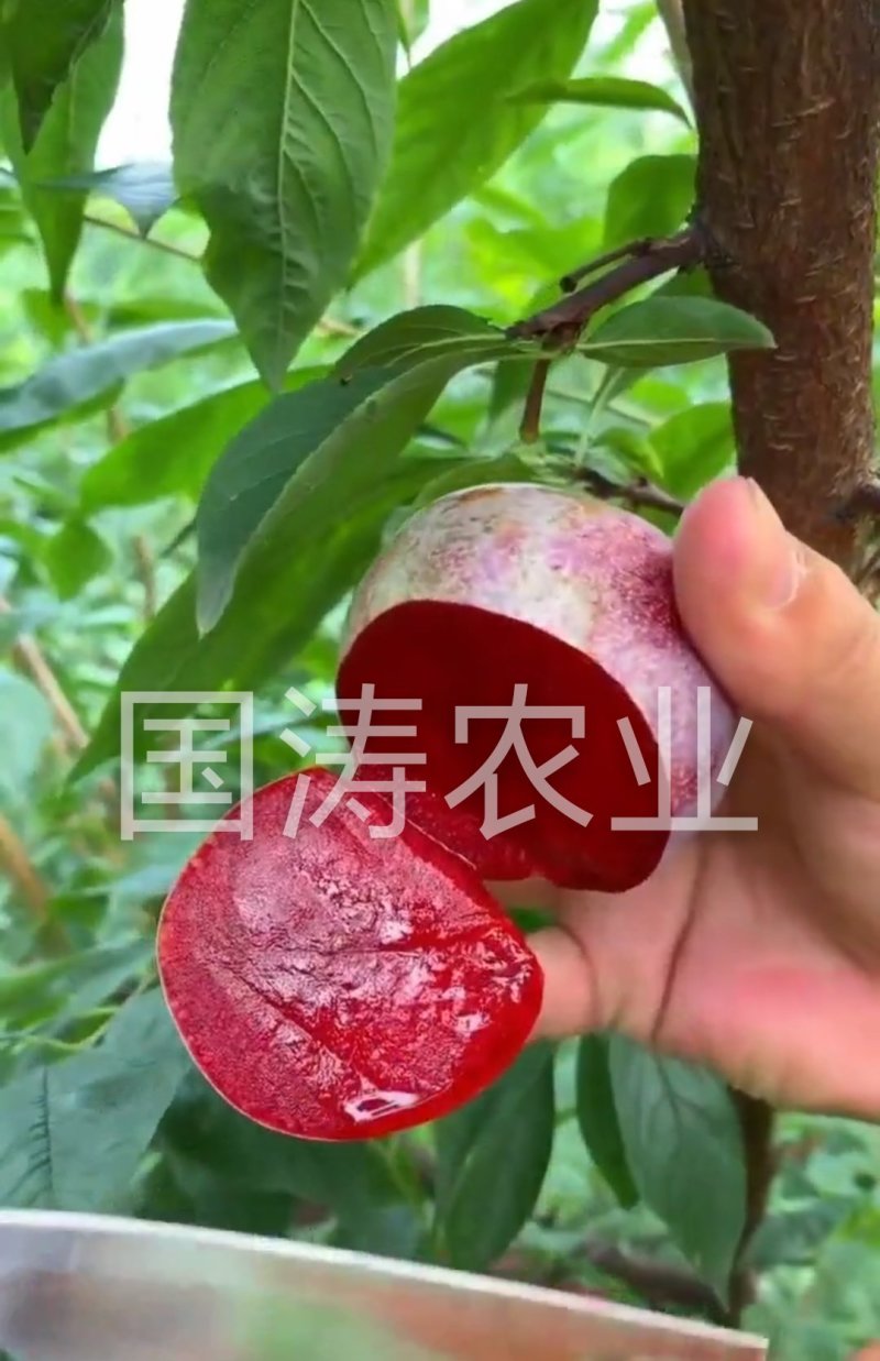 【爆品】红心无核血桃苗改良新品脱毒育苗自然无核包邮