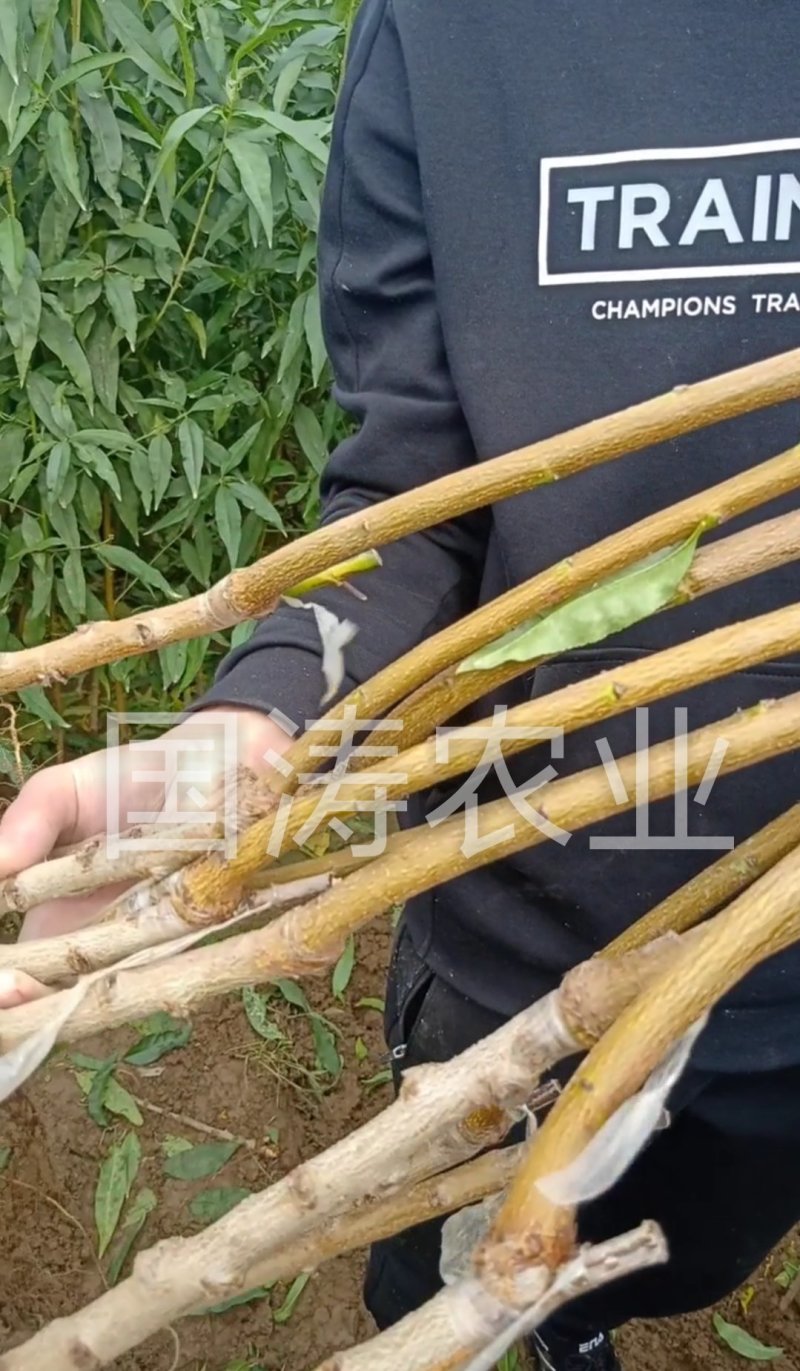 【爆品】红心无核血桃苗改良新品脱毒育苗自然无核包邮