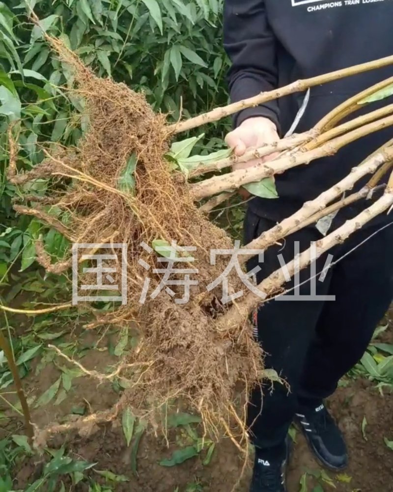 【爆品】红心无核血桃苗改良新品脱毒育苗自然无核包邮