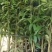 直生荔枝开叉苗分枝60公分高至100公分