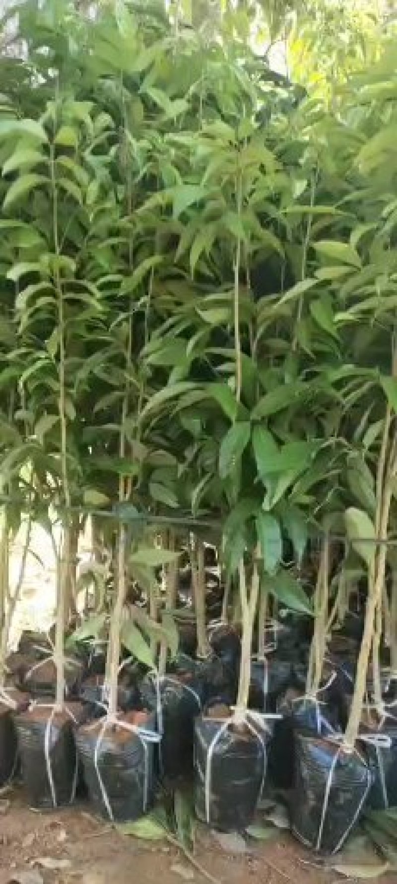 直生荔枝开叉苗分枝60公分高至100公分