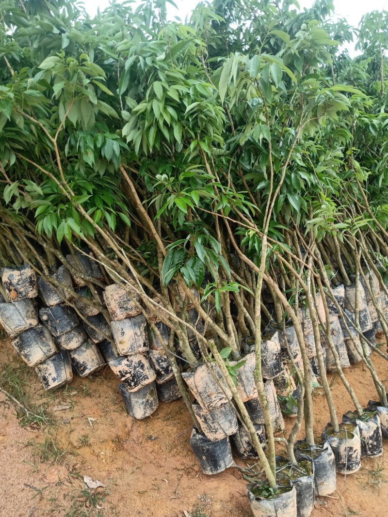 直生荔枝开叉苗分枝60公分高至100公分