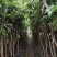 直生荔枝开叉苗分枝60公分高至100公分