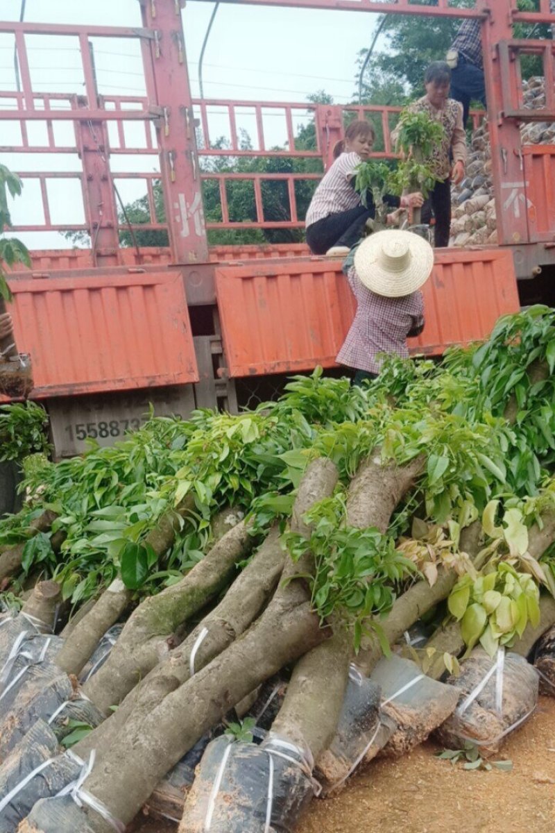 直生荔枝开叉苗分枝60公分高至100公分
