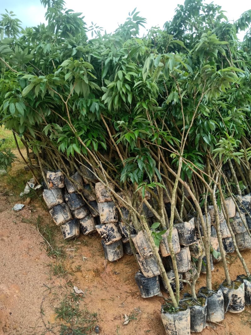 直生荔枝开叉苗分枝60公分高至100公分