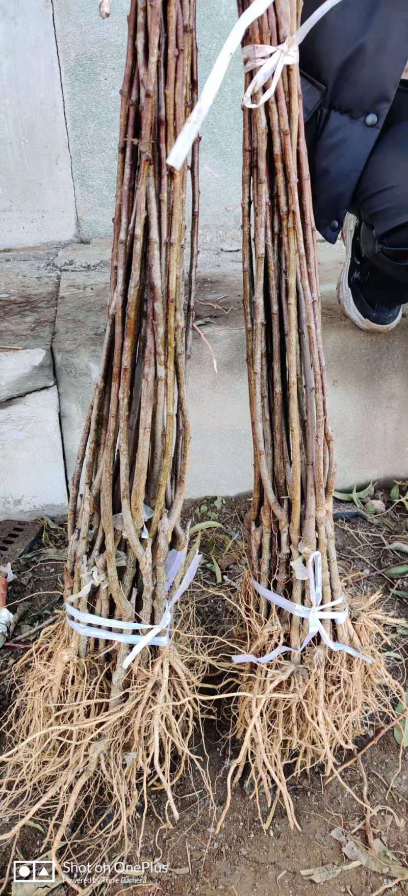 纯正西梅李子苗法兰西梅苗耐寒易管理