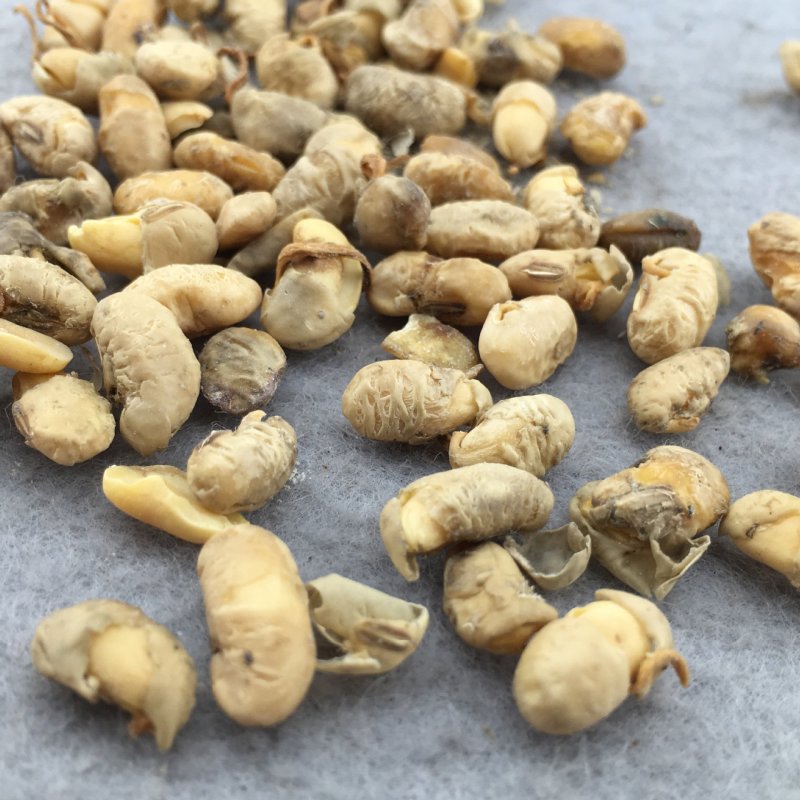 大豆黄卷可打粉无硫正品专营中药批发