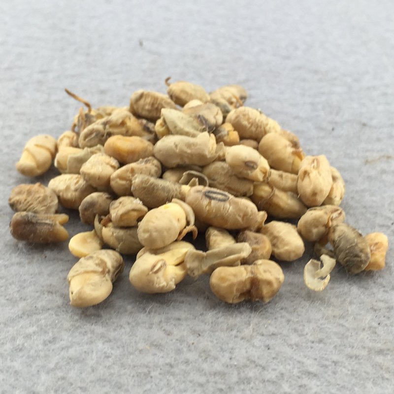 大豆黄卷可打粉无硫正品专营中药批发