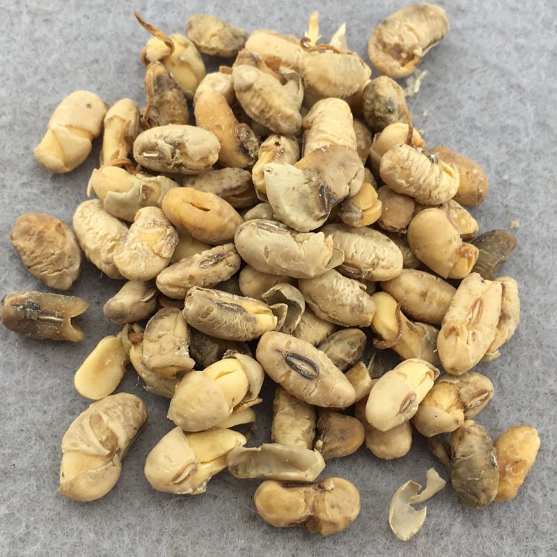 大豆黄卷可打粉无硫正品专营中药批发