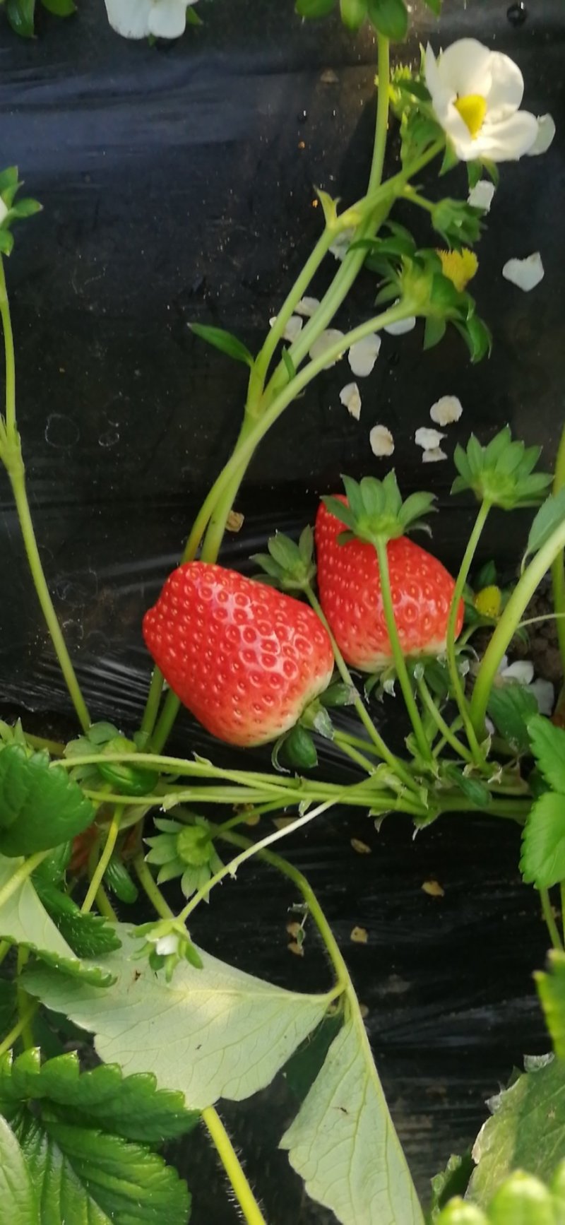草莓