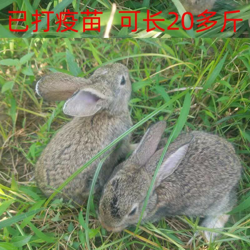 兔子活体比利时野兔肉兔新西兰白兔棕花黄花，黄兔各种肉兔苗