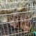 兔子活体比利时野兔肉兔新西兰白兔棕花黄花，黄兔各种肉兔苗