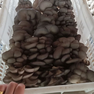 【蘑菇】优质平菇大量上市中货源充足品质高欢迎选购