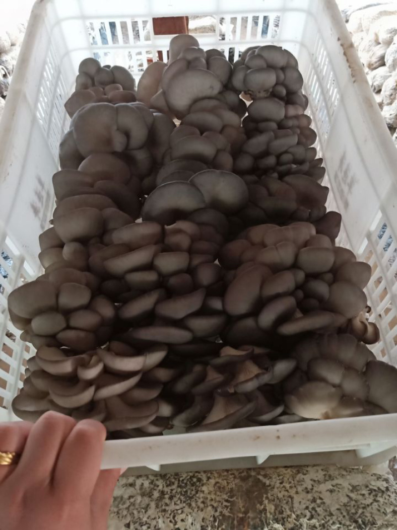 【蘑菇】优质平菇大量上市中货源充足品质高欢迎选购